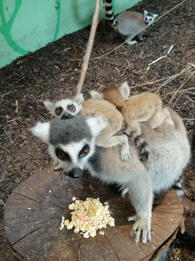 2024 Knie Kinderzoo: Affenfrühstück