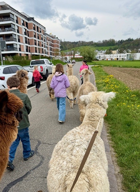 2026 Hast du Lust Alpakas kennenzulernen (10.4.2026)