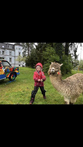 Hast du Lust Alpakas kennenzulernen