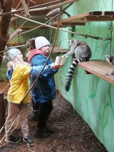 2024 Knie Kinderzoo: Affenfrühstück