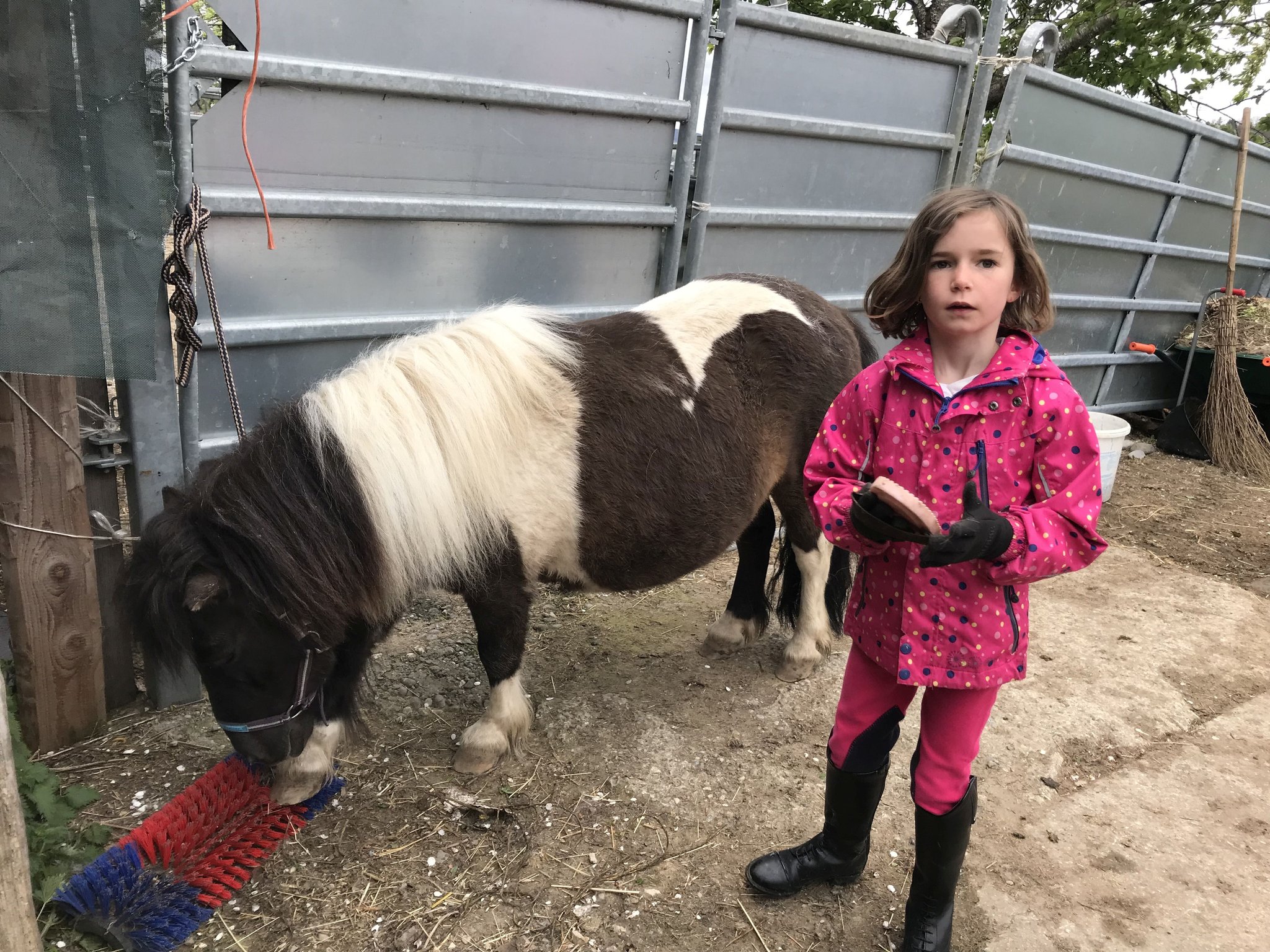 Ein Nachmittag mit Ponys und Pferden