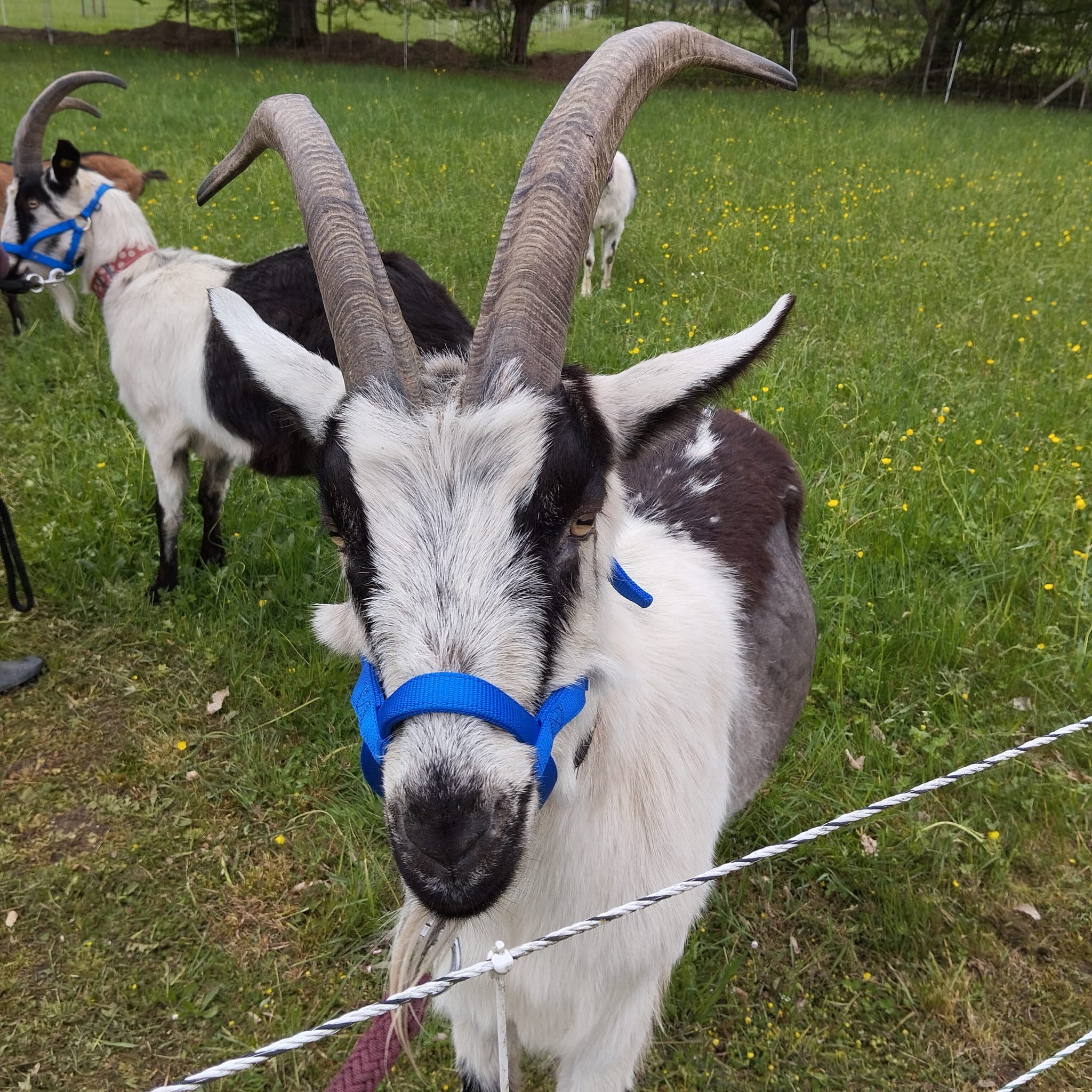 2026 Besuch auf dem Lebenshof TierMensch