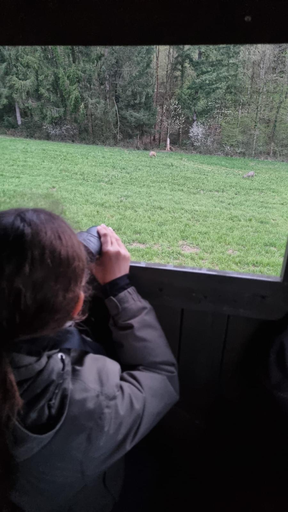 2026 Waldtiere beobachten