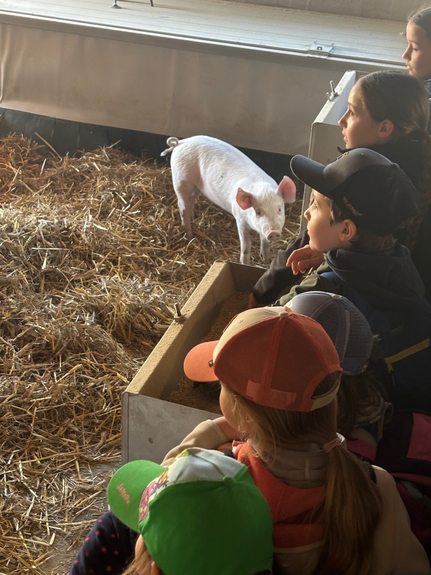 2026 Besuch bei den jungen Säuli und Lämmli