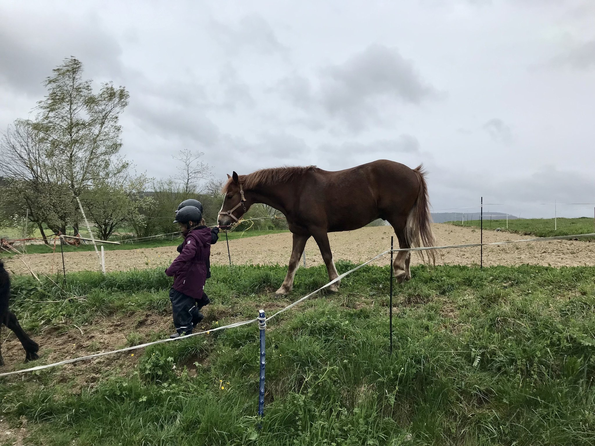 Ein Nachmittag mit Ponys und Pferden