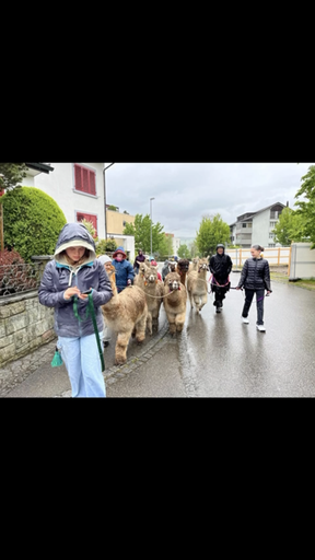 Hast du Lust Alpakas kennenzulernen