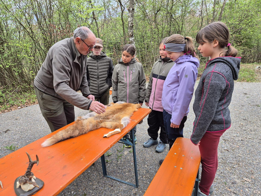 2026 Waldtiere beobachten