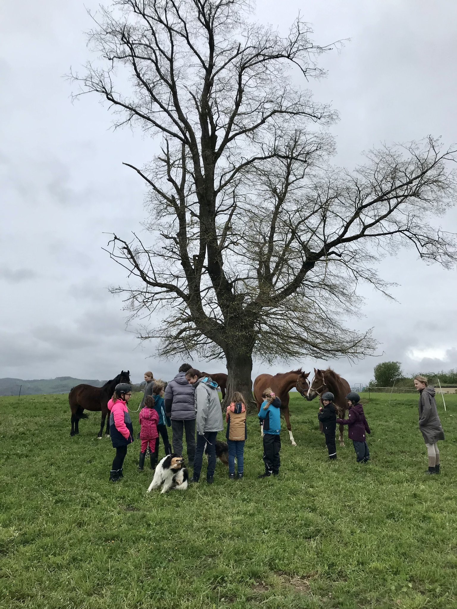 Ein Nachmittag mit Ponys und Pferden